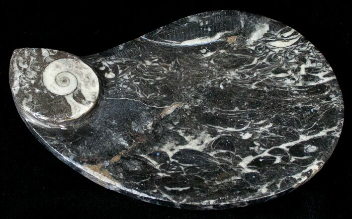 Teardrop Fossil Goniatite Dish - Stoneware #18027